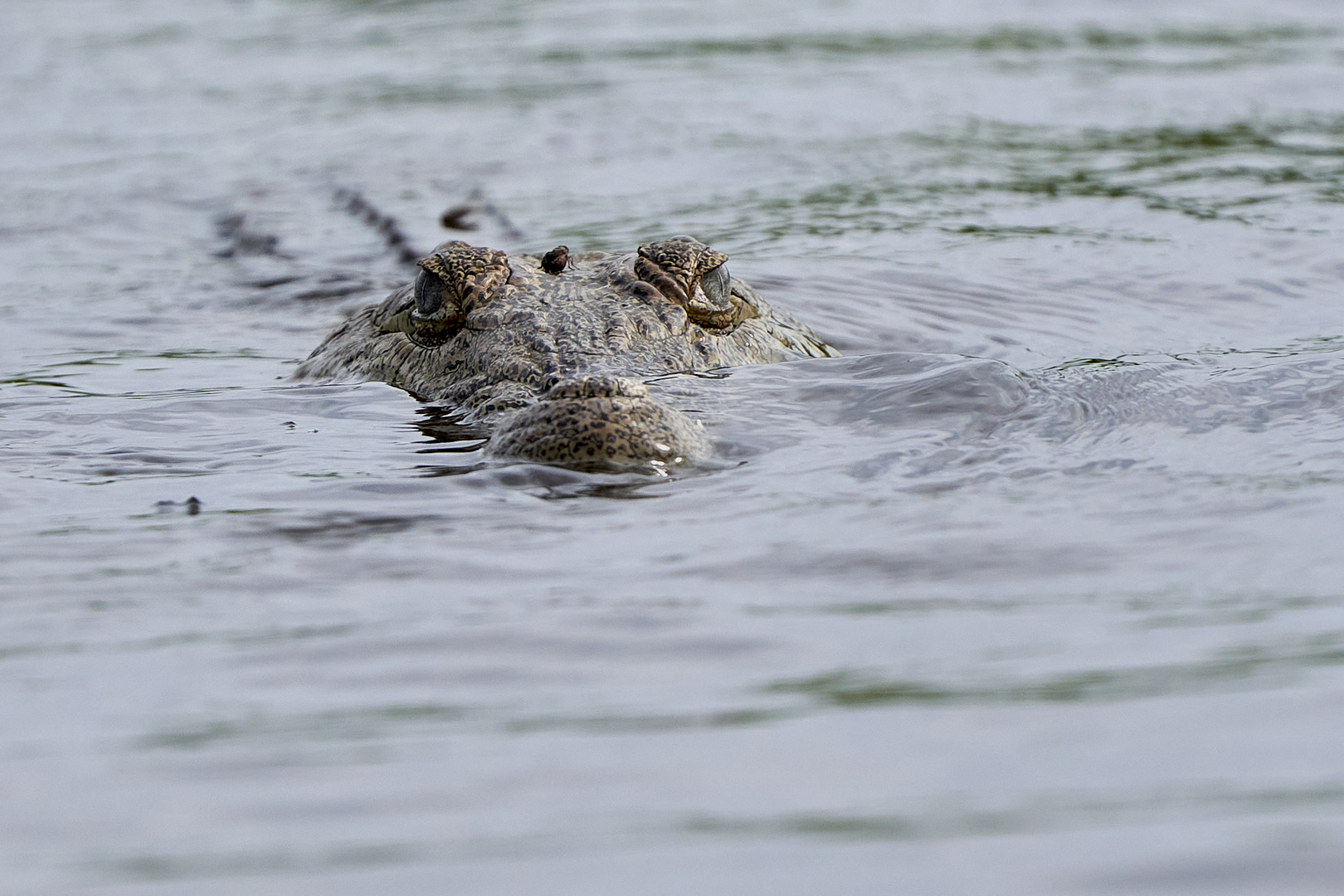 Nilkrokodil 