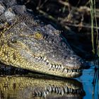 Nilkrokodil Chobe River