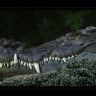 Nilkrokodil (Crocodylus niloticus)