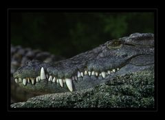 Nilkrokodil (Crocodylus niloticus)