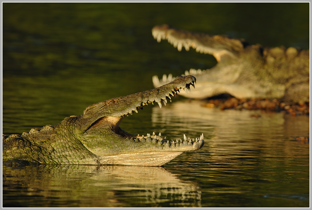 Nilkrokodil (Crocodylus niloticus)