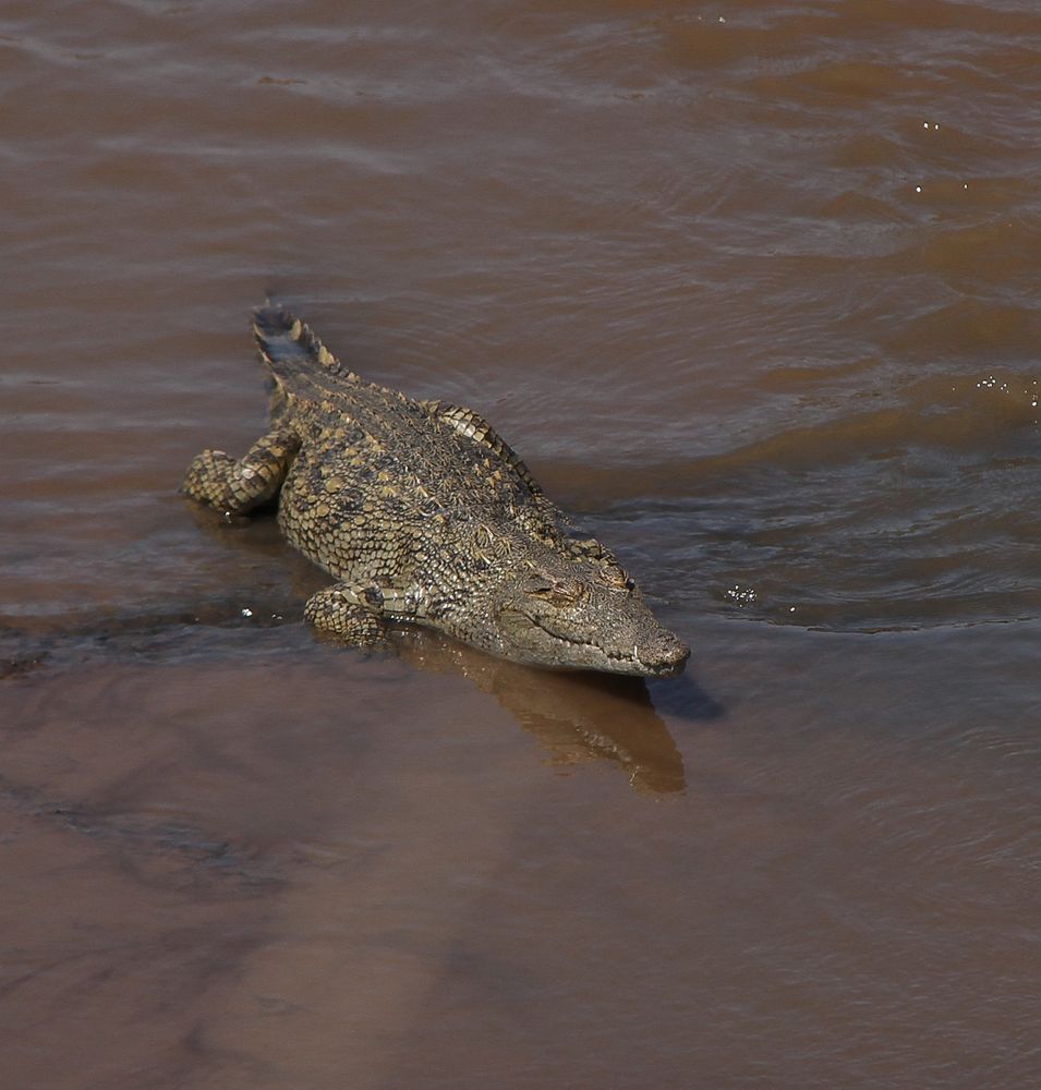 Nilkrokodil - Crocodylus niloticus