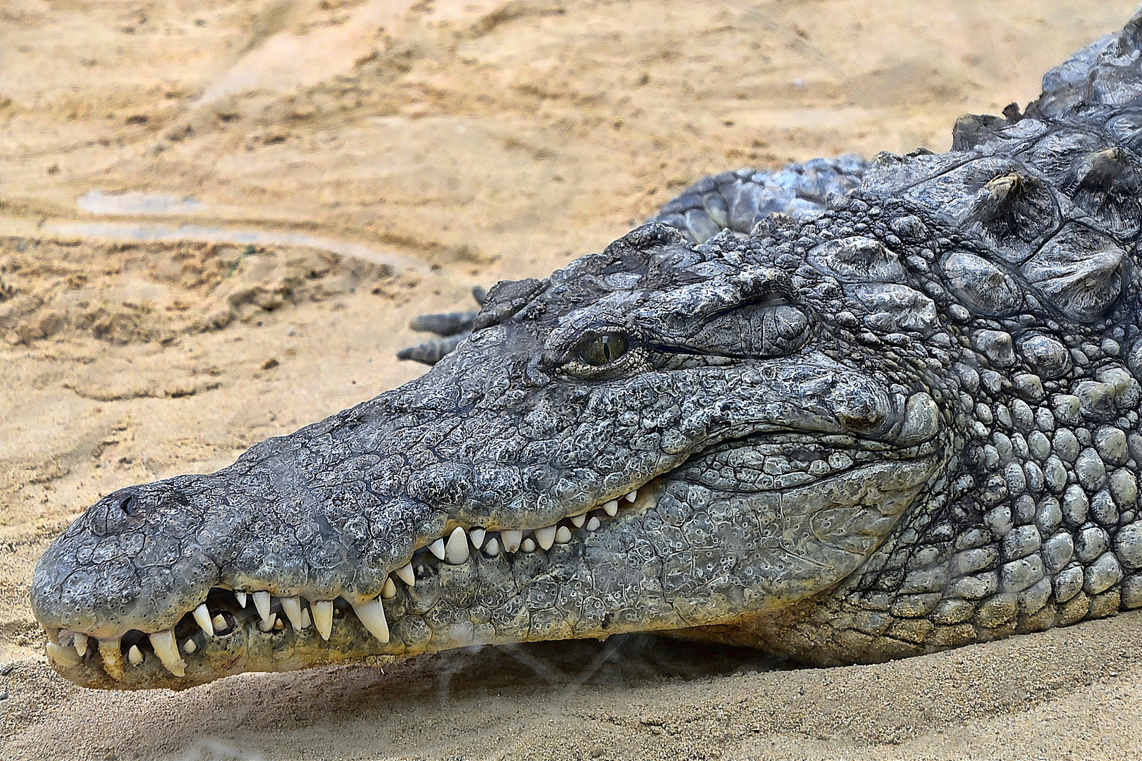 Nilkrokodil (Crocodylus niloticus) 