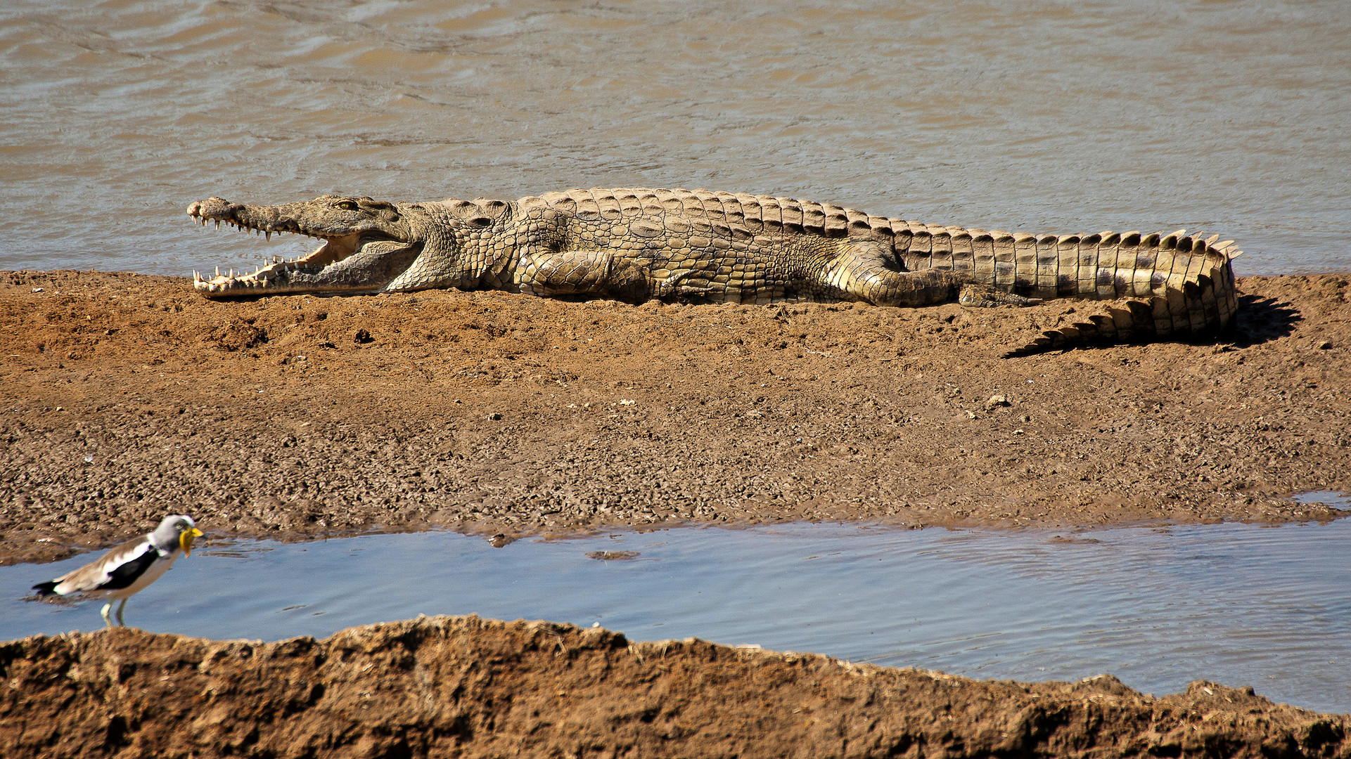 Nilkrokodil (Crocodylus niloticus), North Luangwa NP 16.06.2013