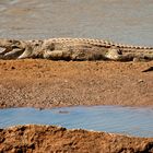 Nilkrokodil (Crocodylus niloticus), North Luangwa NP 16.06.2013