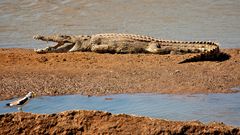 Nilkrokodil (Crocodylus niloticus), North Luangwa NP 16.06.2013