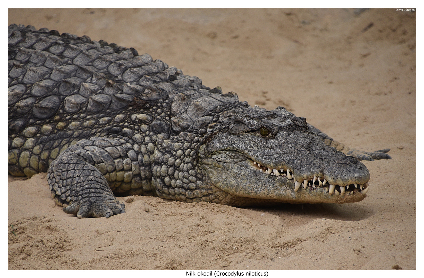 Nilkrokodil (Crocodylus niloticus) Safaripark Beekse Bergen