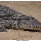Nilkrokodil (Crocodylus niloticus) Safaripark Beekse Bergen