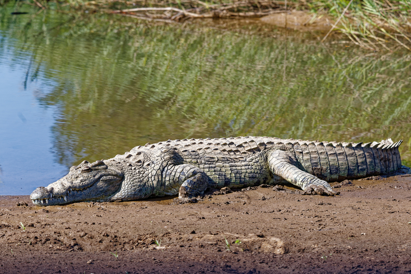 Nilkrokodil