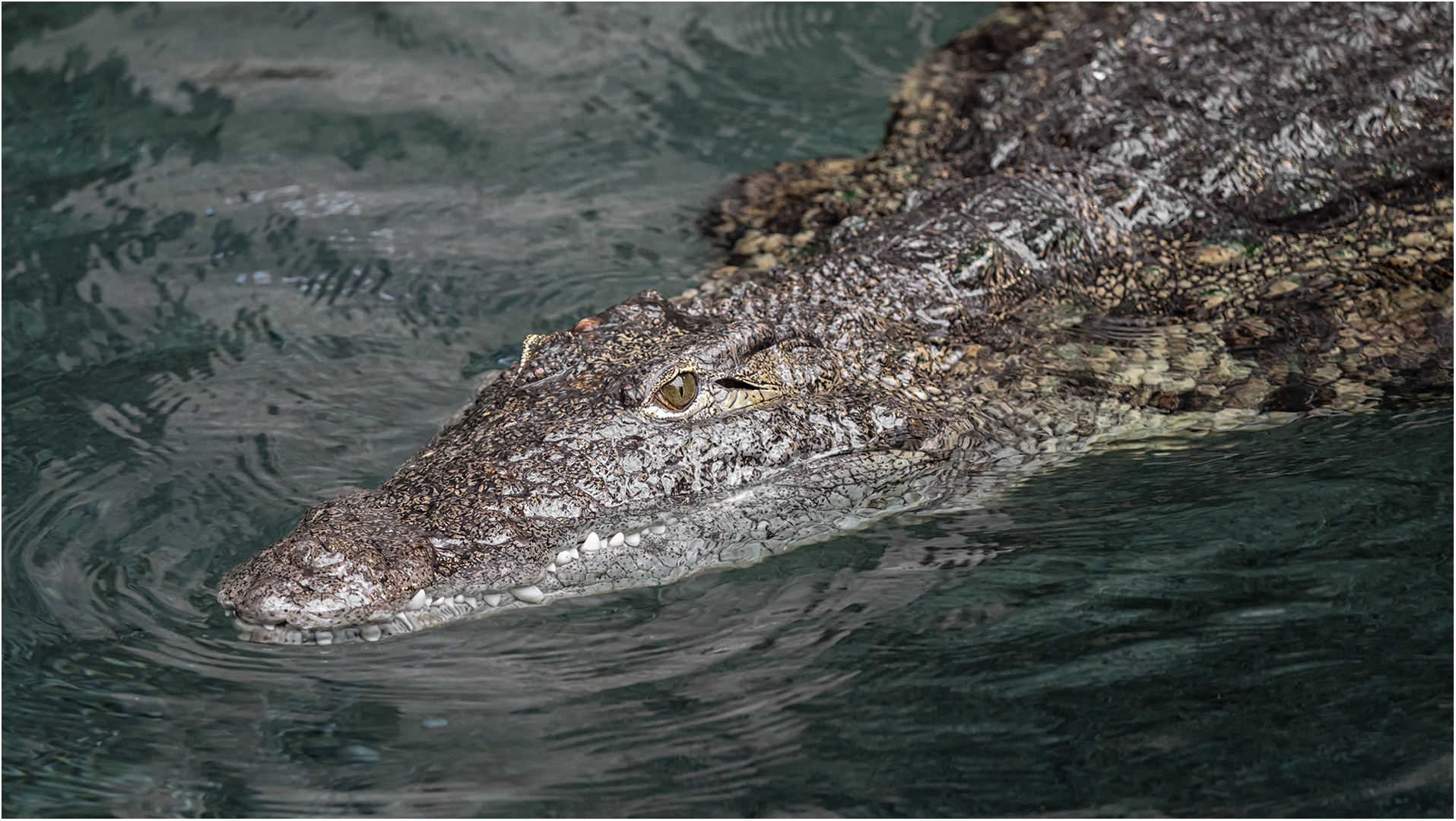 Nilkrokodil Foto & Bild | nature, hamburg, natur Bilder auf fotocommunity