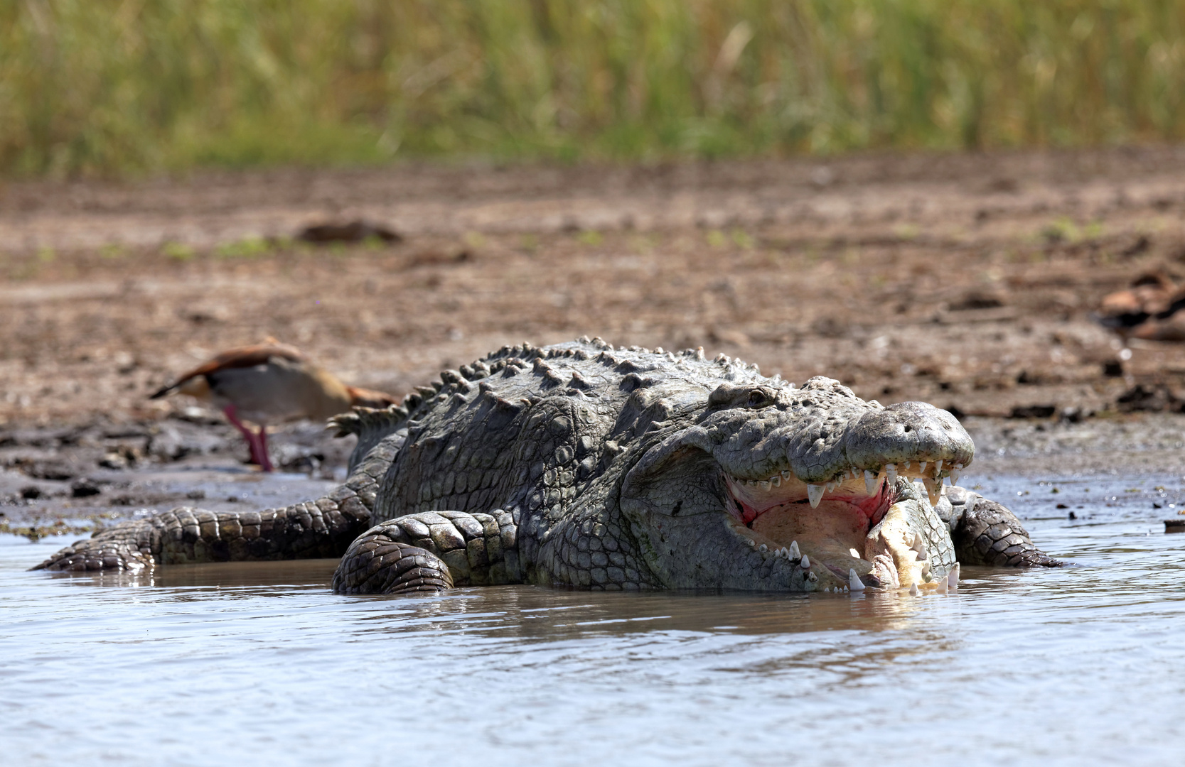 Nilkrokodil