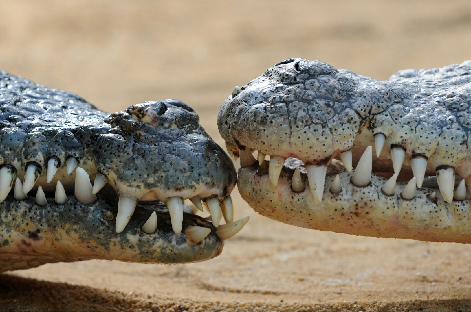 Nilkrokodil Foto & Bild | tiere, zoo, wildpark & falknerei, köln Bilder auf fotocommunity