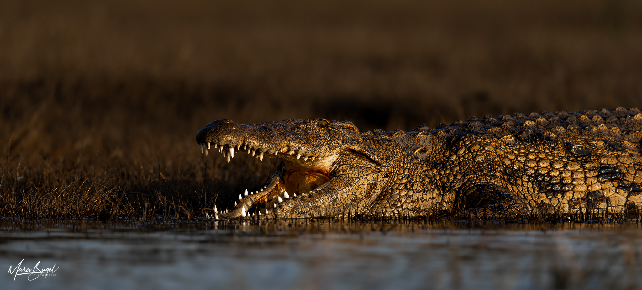 Nilkrokodil im Chobe River