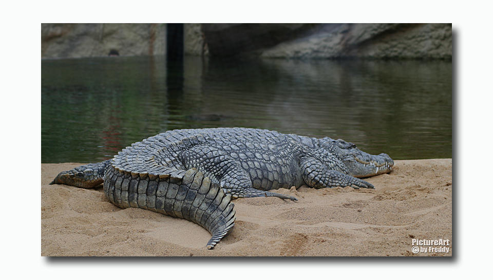 Nilkrokodil im Hippodrom des Kölner Zoo