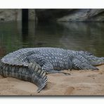 Nilkrokodil im Hippodrom des Kölner Zoo