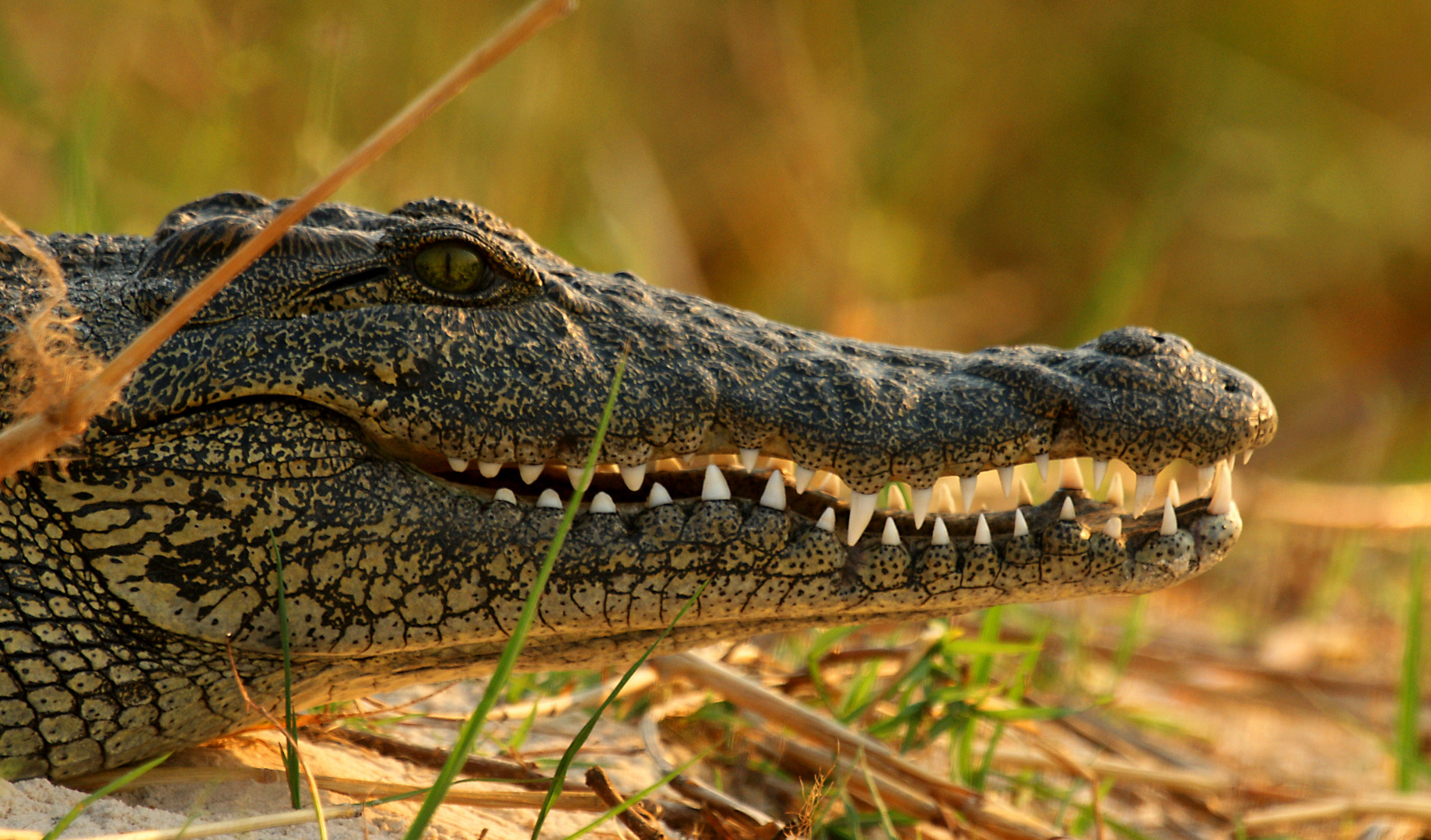 Nilkrokodil im Okavango Delta