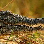 Nilkrokodil im Okavango Delta