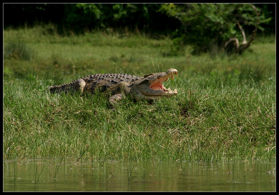 Nilkrokodil, Murchison Falls NP, Uganda