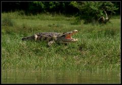 Nilkrokodil, Murchison Falls NP, Uganda