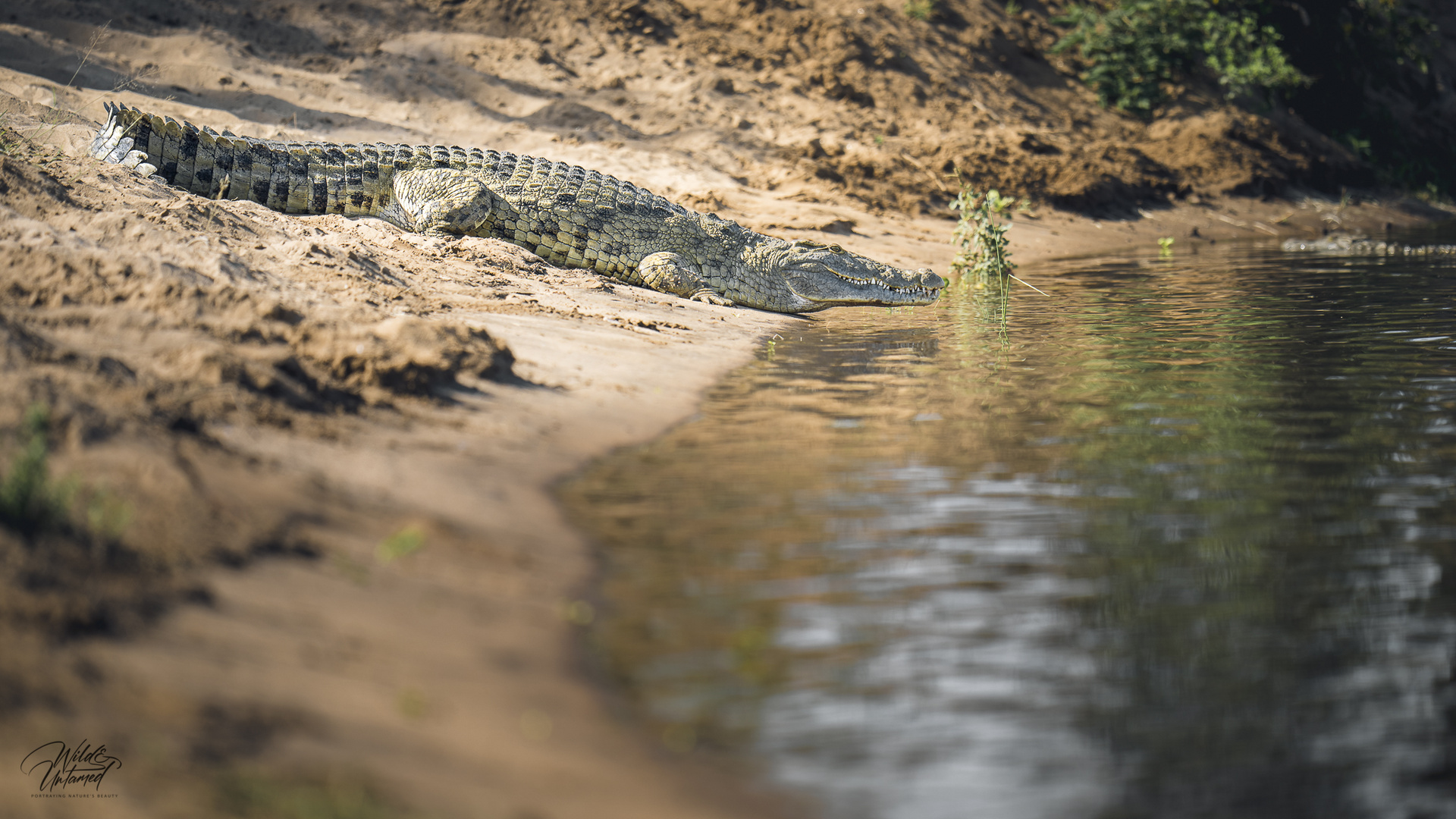 Nilkrokodil Porträt auf Sandstrand