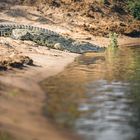 Nilkrokodil Porträt auf Sandstrand