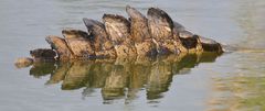Nilkrokodil-Schwanzflosse Crocodylus niloticus