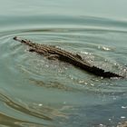 Nilkrokodil, Selous-Nationalpark, Tansania