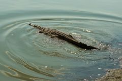 Nilkrokodil, Selous-Nationalpark, Tansania