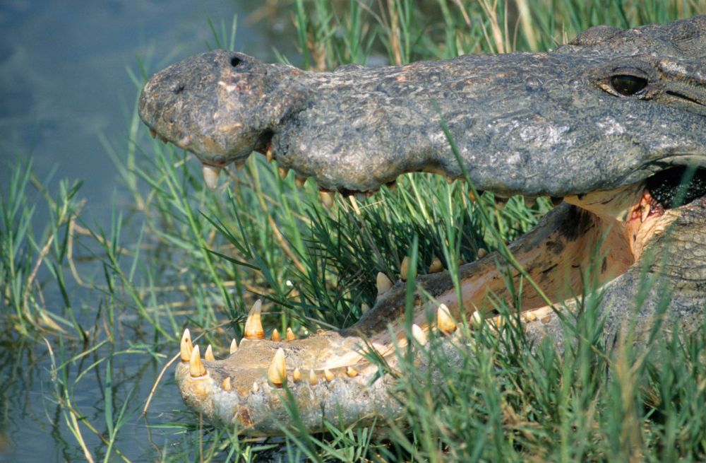 Nilkrokodil Uganda