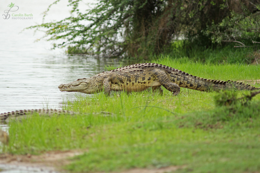 Nilkrokodile