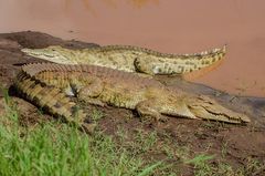 Nilkrokodile am Galana River Kenya