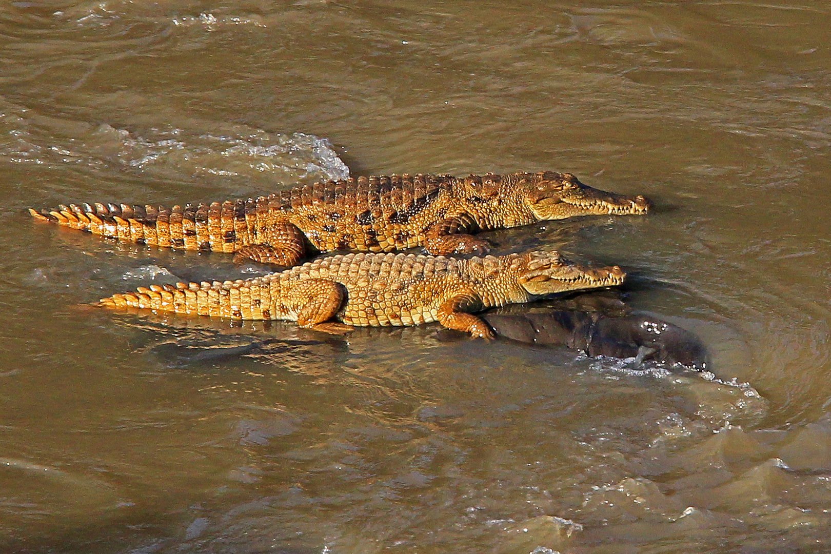 Nilkrokodile im Awash-Nationalpark, Äthiopien