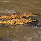 Nilkrokodile im Awash-Nationalpark, Äthiopien