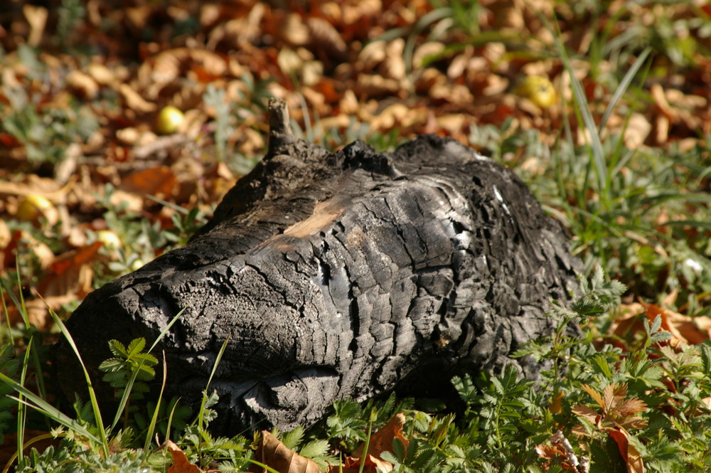 Nilperde im Möhnesee?