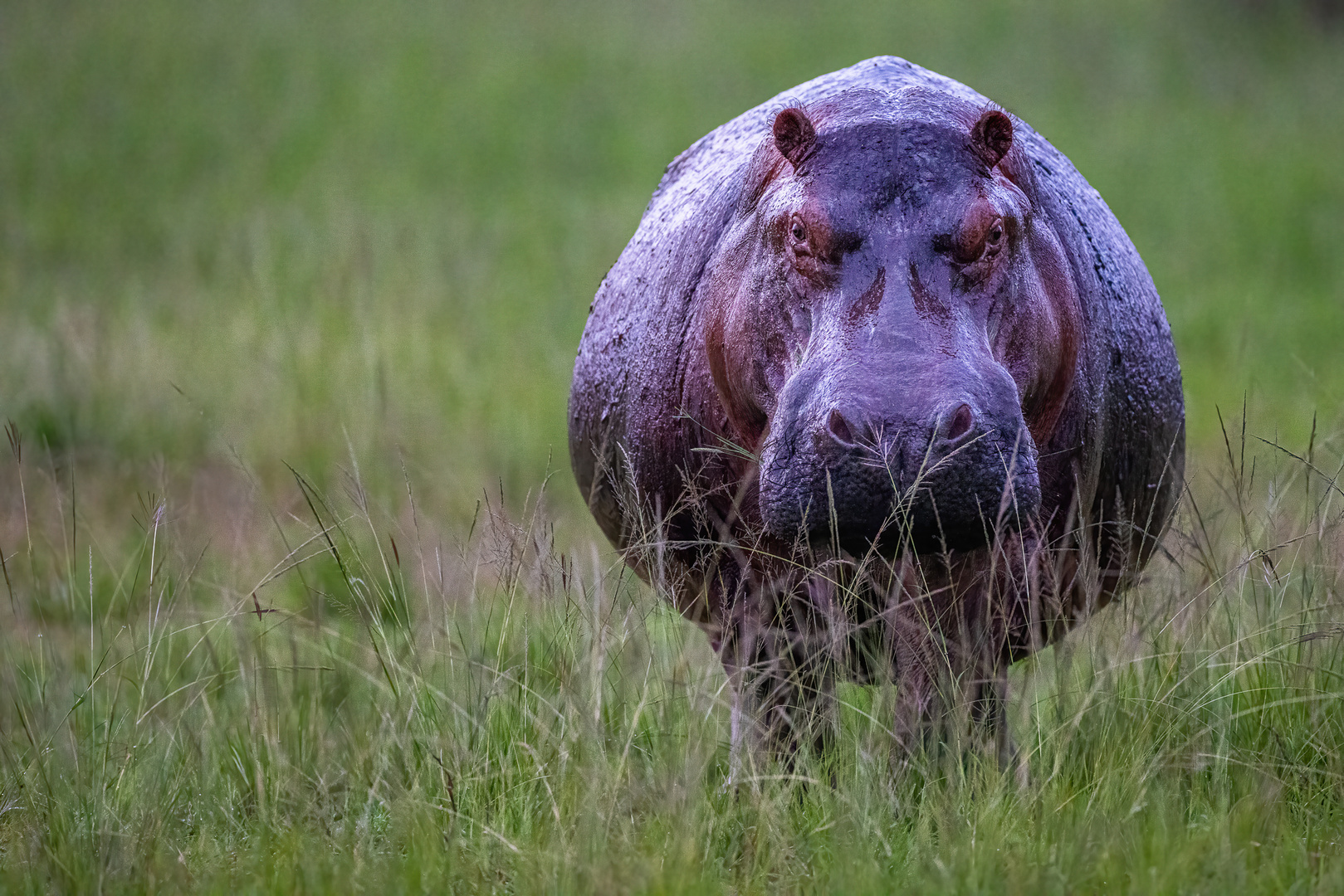 Nilpferd am frühen Morgen