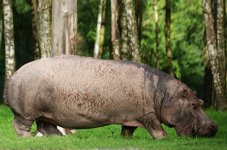 Nilpferd beim Grasen