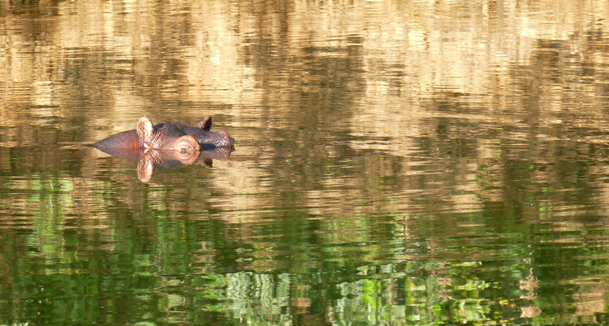 Nilpferd, gespiegelt