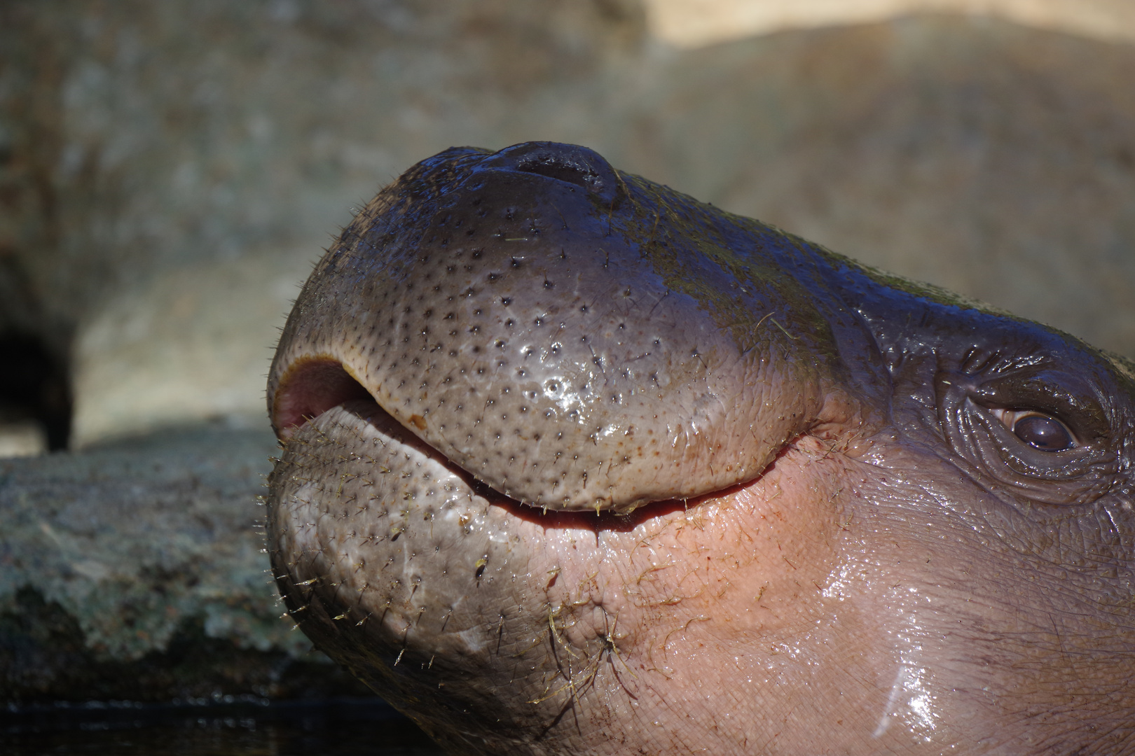 Nilpferd (Hippopotamus amphibius)