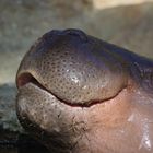 Nilpferd (Hippopotamus amphibius)