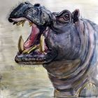 Nilpferd - Hippopotamus