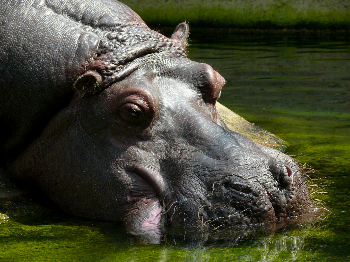 Nilpferd im Berliner Zoo