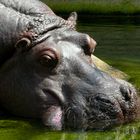 Nilpferd im Berliner Zoo