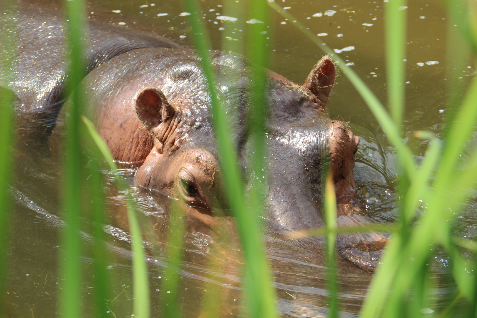 Nilpferd im Fluss