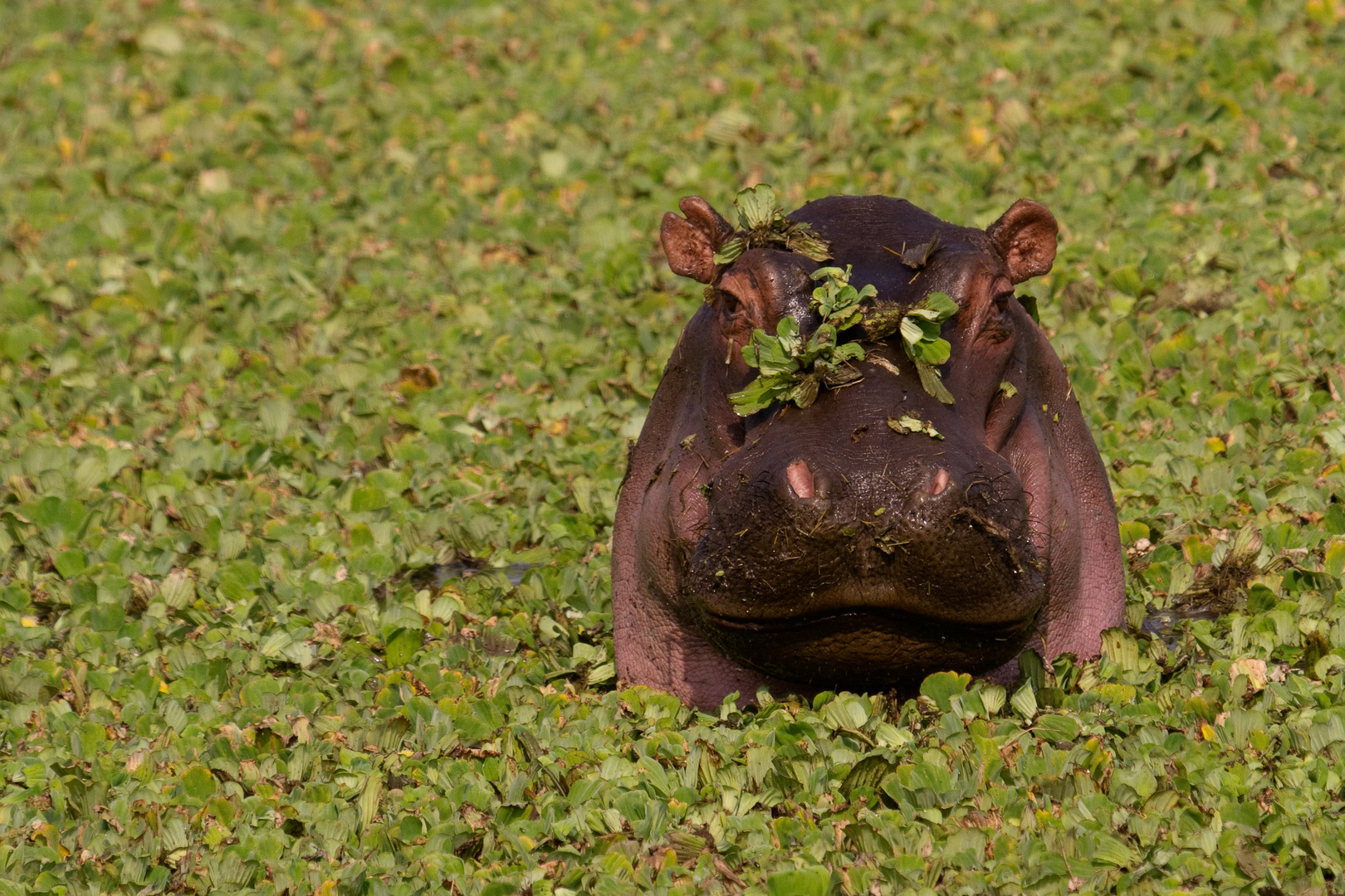 Nilpferd im grünen Pool