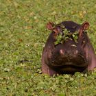 Nilpferd im grünen Pool