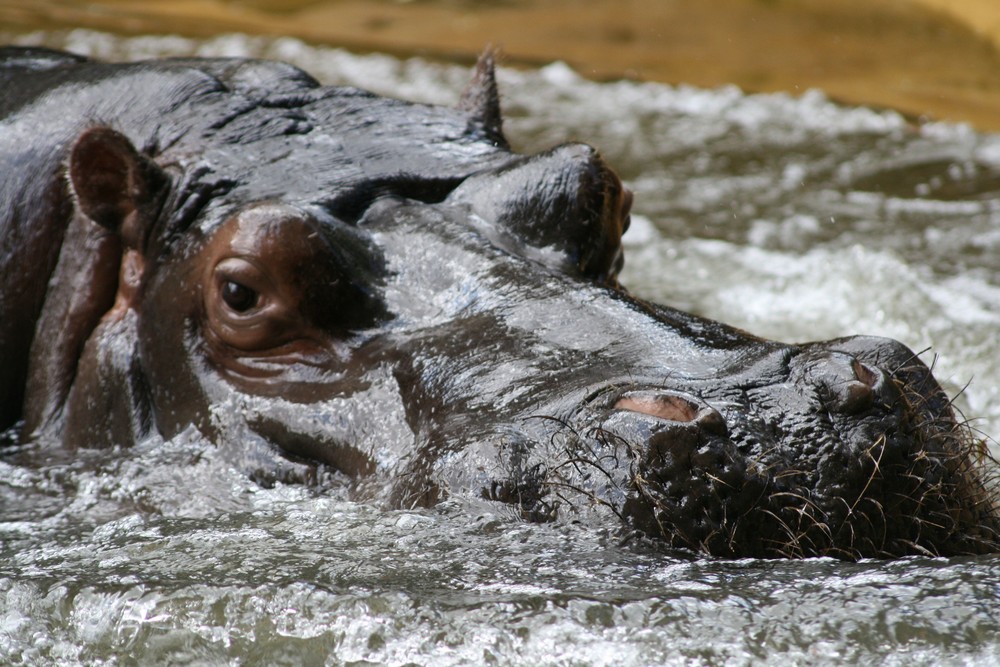 Nilpferd im Kölner Zoo 2008