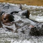 Nilpferd im Kölner Zoo 2008