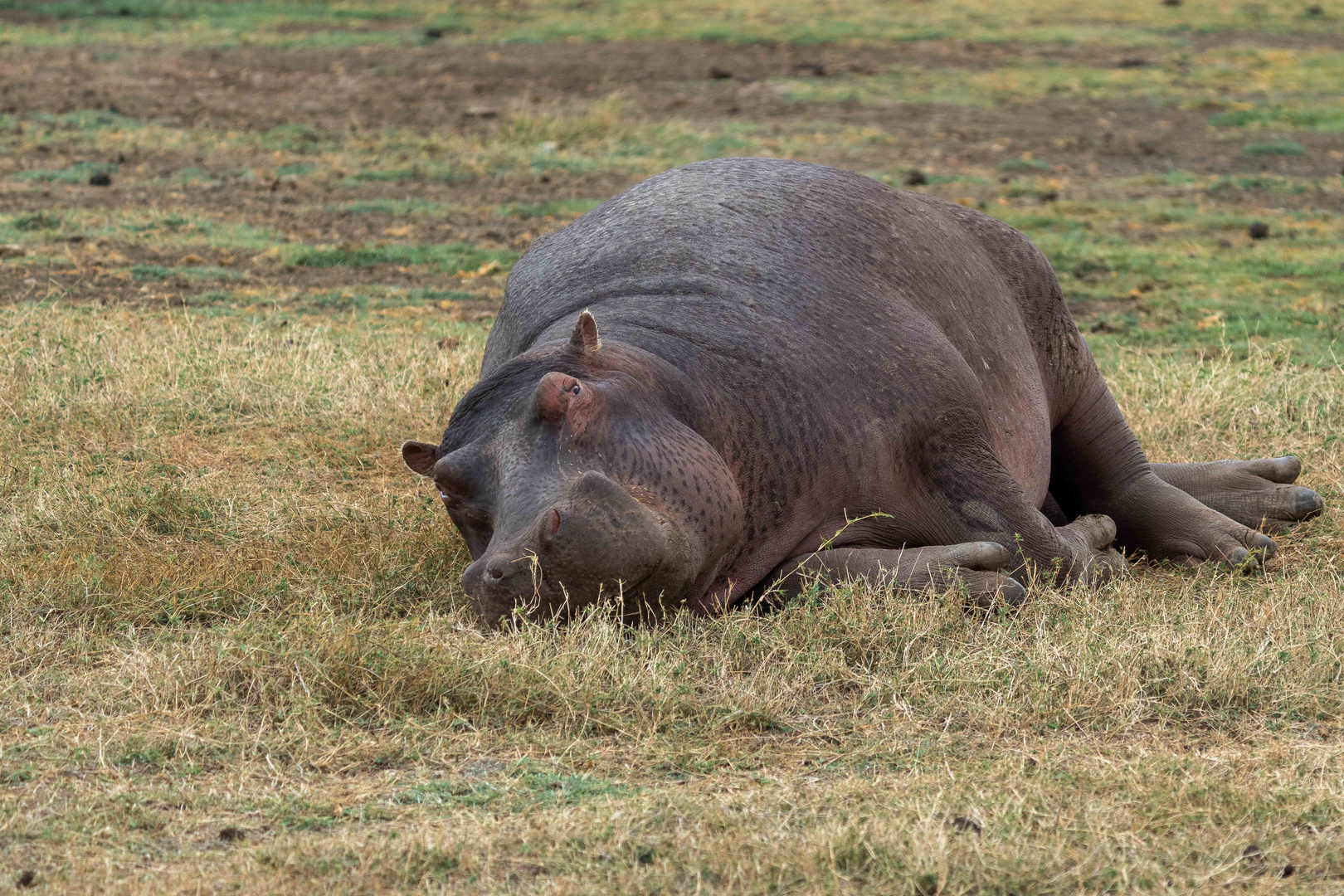 Nilpferd im Ngorongoro-Krater