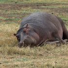 Nilpferd im Ngorongoro-Krater