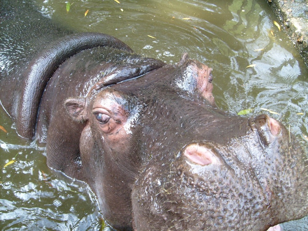 Nilpferd im Opelzoo